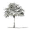 Thatch Palm Tree 3D Model 5.7m (11055) - Image 6