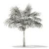 Thatch Palm Tree 3D Model 5.7m (11055) - Image 8