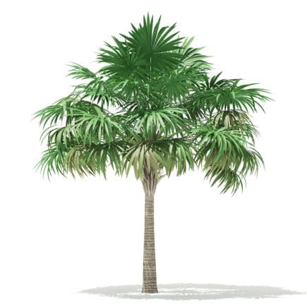 Thatch Palm Tree 3D Model 5.7m