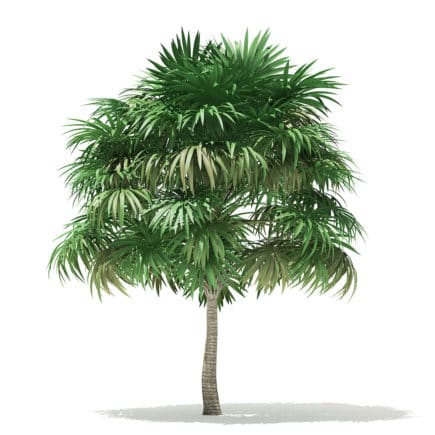 Thatch Palm Tree 3D Model 5.8m