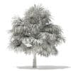 Thatch Palm Tree 3D Model 5m (11057) - Image 2