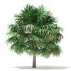Thatch Palm Tree 3D Model 5m (11057) - Image 3