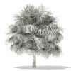Thatch Palm Tree 3D Model 5m (11057) - Image 4