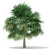 Thatch Palm Tree 3D Model 5m (11057) - Image 5