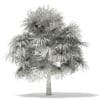 Thatch Palm Tree 3D Model 5m (11057) - Image 6