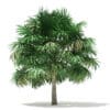 Thatch Palm Tree 3D Model 5m (11057) - Image 7