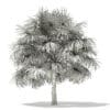 Thatch Palm Tree 3D Model 5m (11057) - Image 8