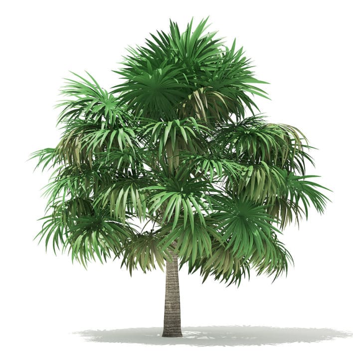 Thatch Palm Tree 3D Model 5m
