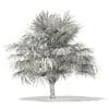 Thatch Palm Tree 3D Model 3.8m (11058) - Image 2