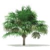 Thatch Palm Tree 3D Model 3.8m (11058) - Image 3