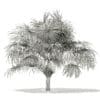 Thatch Palm Tree 3D Model 3.8m (11058) - Image 4