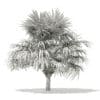 Thatch Palm Tree 3D Model 3.8m (11058) - Image 6