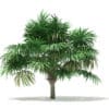 Thatch Palm Tree 3D Model 3.8m (11058) - Image 7