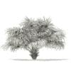 Thatch Palm Tree 3D Model 2.6m (11059) - Image 2