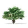 Thatch Palm Tree 3D Model 2.6m (11059) - Image 3