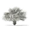 Thatch Palm Tree 3D Model 2.6m (11059) - Image 4