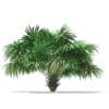 Thatch Palm Tree 3D Model 2.6m (11059) - Image 5