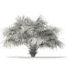 Thatch Palm Tree 3D Model 2.6m (11059) - Image 6