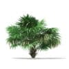 Thatch Palm Tree 3D Model 2.6m (11059) - Image 7