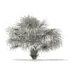 Thatch Palm Tree 3D Model 2.6m (11059) - Image 8