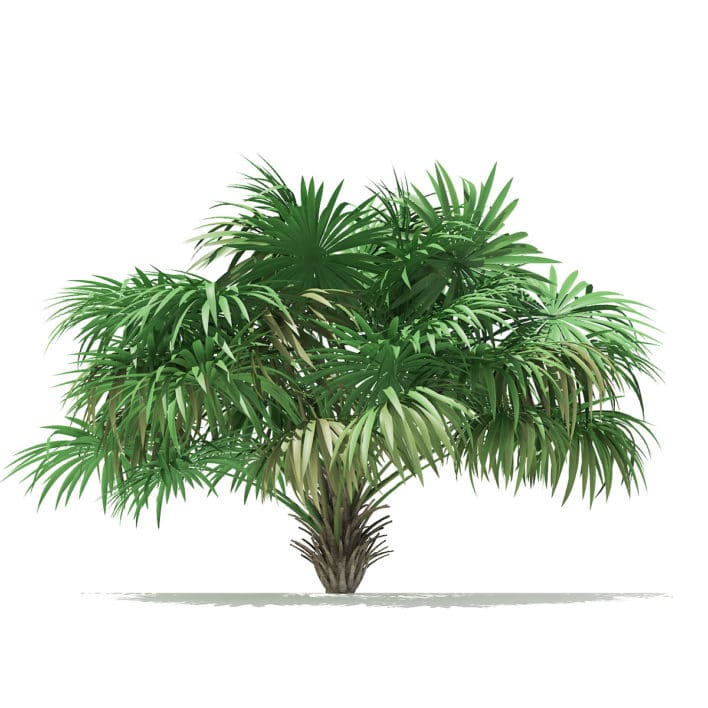 Thatch Palm Tree 3D Model 2.6m