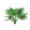Thatch Palm Tree 3D Model 1.9m (11060) - Image 7