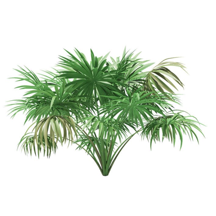 Thatch Palm Tree 3D Model 1.9m