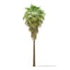 California Palm Tree 3D Model 11.5m (11061) - Image 3