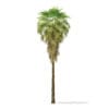 California Palm Tree 3D Model 11.5m (11061) - Image 5