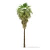 California Palm Tree 3D Model 11.5m (11061) - Image 7