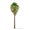 California Palm Tree 3D Model 9m (11062) - Image 3