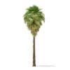 California Palm Tree 3D Model 9m (11062) - Image 5
