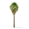 California Palm Tree 3D Model 9m (11062) - Image 7