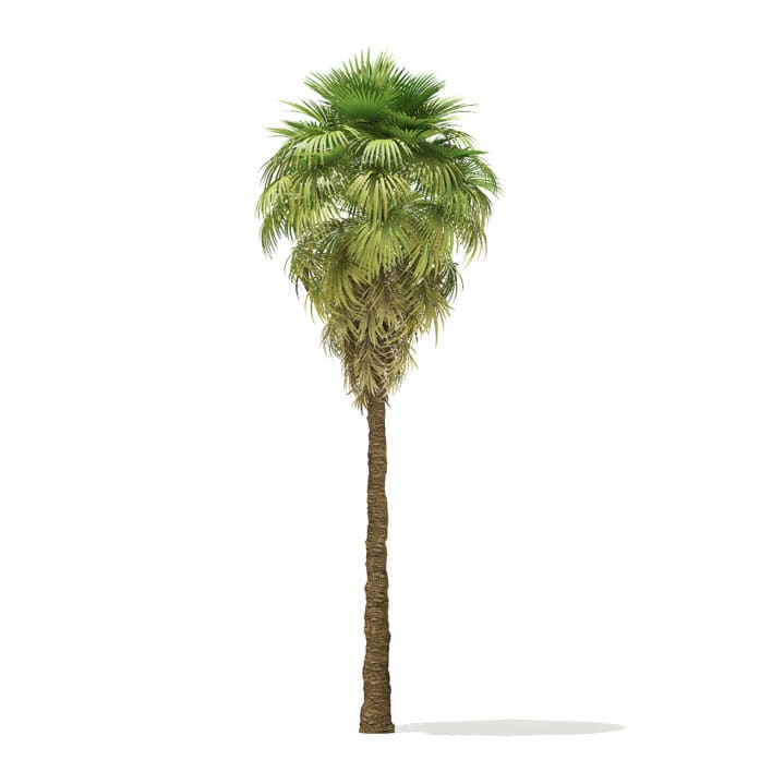 California Palm Tree 3D Model 9m