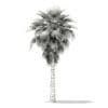 California Palm Tree 3D Model 6.8m (11063) - Image 2