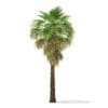 California Palm Tree 3D Model 6.8m (11063) - Image 3