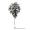 California Palm Tree 3D Model 6.8m (11063) - Image 4