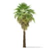 California Palm Tree 3D Model 6.8m (11063) - Image 5