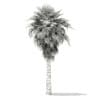 California Palm Tree 3D Model 6.8m (11063) - Image 6