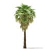 California Palm Tree 3D Model 6.8m (11063) - Image 7
