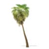 California Palm Tree 3D Model 9.8m - Image 3