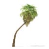 California Palm Tree 3D Model 9.8m - Image 5