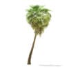 California Palm Tree 3D Model 9.8m - Image 7