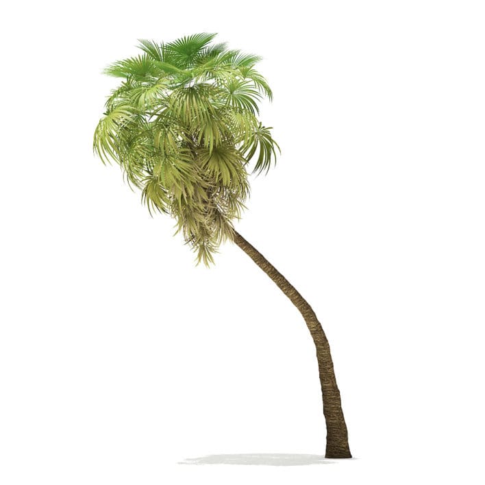 California Palm Tree 3D Model 9.8m