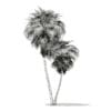 California Palm Tree 3D Model 9.9m (11065) - Image 2