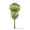 California Palm Tree 3D Model 9.9m (11065) - Image 3