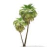 California Palm Tree 3D Model 9.9m (11065) - Image 5