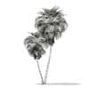 California Palm Tree 3D Model 9.9m (11065) - Image 6