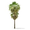 California Palm Tree 3D Model 9.9m (11065) - Image 7