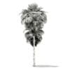 California Palm Tree 3D Model 9.9m (11065) - Image 8